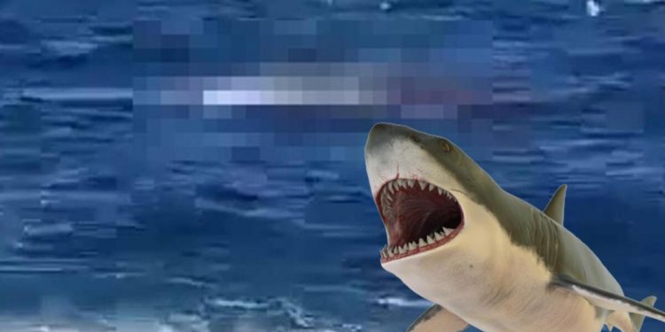 60 yıl sonra bir ilk! Vahim köpekbalığı saldırısı kameraya yansıdı