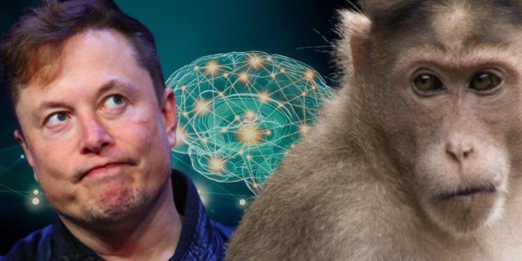 Argümanı çok büyük, suçlamalar çok korkunç! Elon Musk Neuralink ile nereye koşuyor?