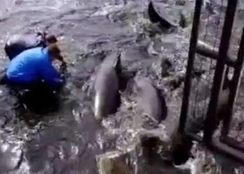 Arjantin’de yalancı katil balinalar kıyıya vurdu