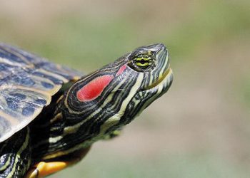 İşte Türkiye’deki 6 istilacı