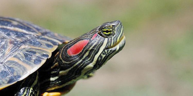 İşte Türkiye’deki 6 istilacı