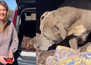 Kayıp ilanı verilen köpek 12 yıl sonra bulundu!