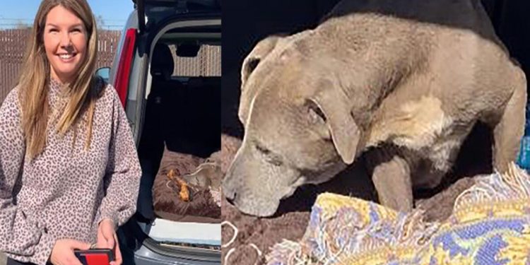 Kayıp ilanı verilen köpek 12 yıl sonra bulundu!