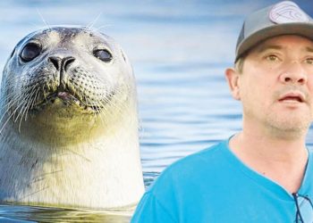 Okyanusa düşen dalgıcı fok kurtardı