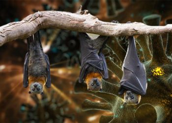 Son dakika… Yarasalarda 3 yeni koronavirüs bulundu