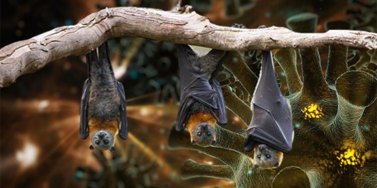 Son dakika… Yarasalarda 3 yeni koronavirüs bulundu