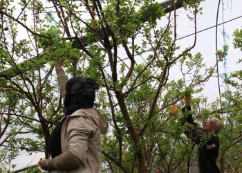 Hem Arap ülkeleri hem de Avrupa’ya gönderiliyor! Kilosu 500 TL’den satılıyor