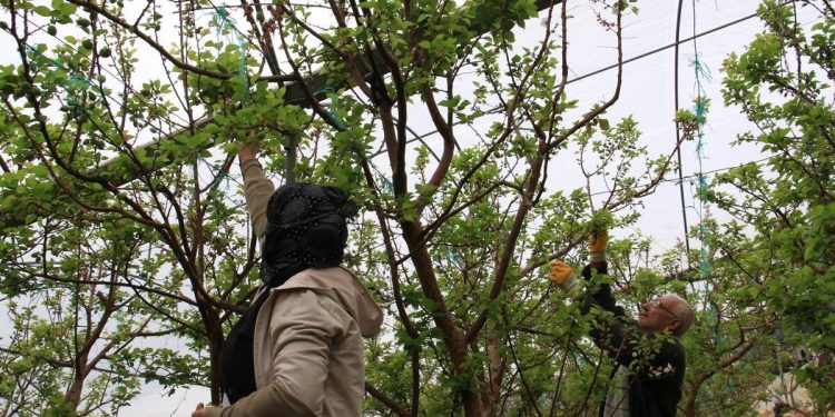 Hem Arap ülkeleri hem de Avrupa’ya gönderiliyor! Kilosu 500 TL’den satılıyor