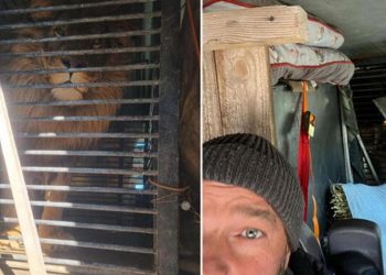 İngiliz emekli asker, Ukrayna’dan bir aslanı ve kurdu minibüsüyle tahliye etti