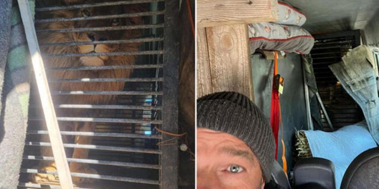 İngiliz emekli asker, Ukrayna’dan bir aslanı ve kurdu minibüsüyle tahliye etti