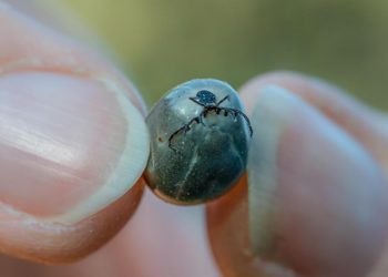 Korona bitmeden yeni tehdit: İngiltere’de Ebola gibisi ölümcül virüse rastlandı!