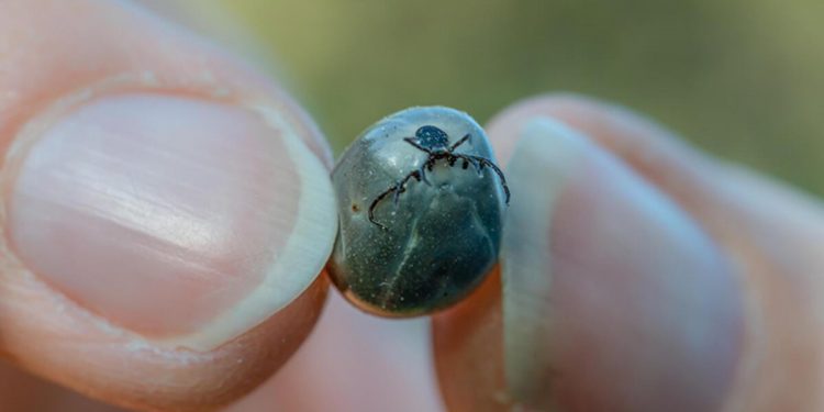 Korona bitmeden yeni tehdit: İngiltere’de Ebola gibisi ölümcül virüse rastlandı!