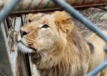 Savaş hayvanları da vurdu! Endişeden, açlıktan ve soğuktan acı içindeler…