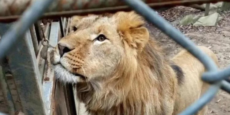 Savaş hayvanları da vurdu! Endişeden, açlıktan ve soğuktan acı içindeler…