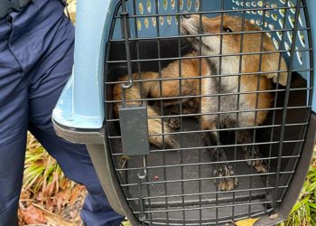 ABD’de panik: Kuduz tilki senatörü ısırdı!