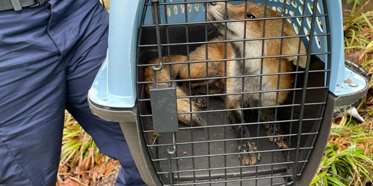 ABD’de panik: Kuduz tilki senatörü ısırdı!