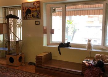 Bu müze diğer müze: İçinde kediler yaşıyor!