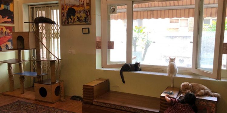 Bu müze diğer müze: İçinde kediler yaşıyor!