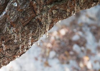 Çeşme’nin sakızı dünyaya açılıyor