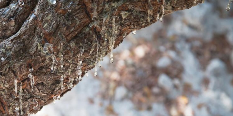 Çeşme’nin sakızı dünyaya açılıyor