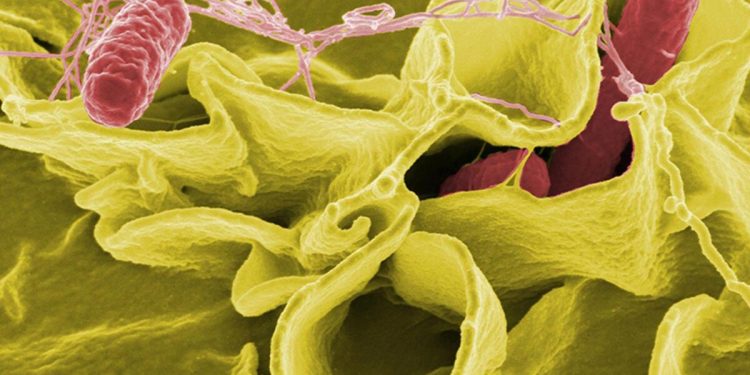 DSÖ’den Salmonella açıklaması: 6 tip antibiyotiğe dirençli!