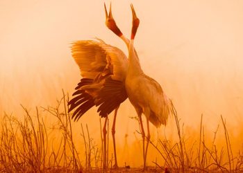 Dünyanın en sadık kuşları turnalar artık ilgilerine üçüncü kişiyi dahil ediyor… Sebebi ise varsayım ettiğinizden çok farklı!