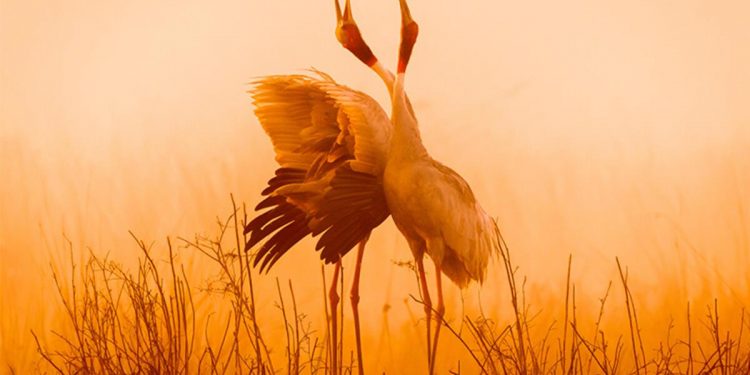 Dünyanın en sadık kuşları turnalar artık ilgilerine üçüncü kişiyi dahil ediyor… Sebebi ise varsayım ettiğinizden çok farklı!