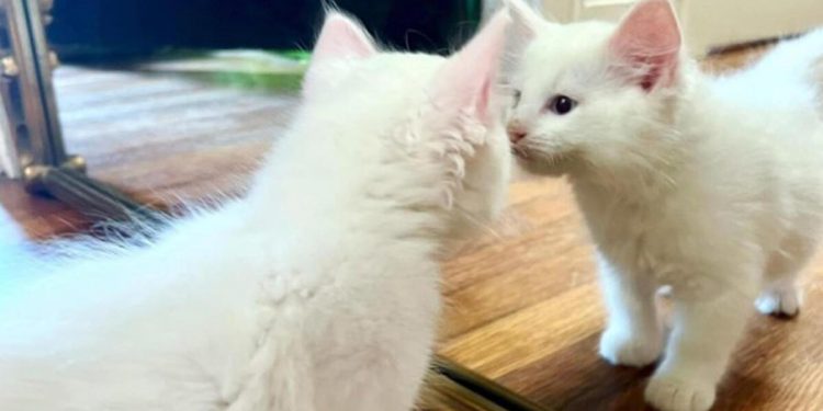 Hayatını kaybeden kedisini klonlattı! İmgesi birebirdi ancak…