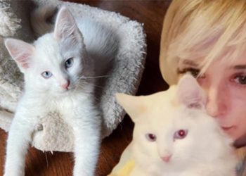 ‘Ruh eşim’ dediği kedisini klonlatmak için 25 bin dolar harcadı!