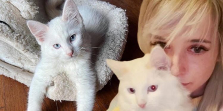 ‘Ruh eşim’ dediği kedisini klonlatmak için 25 bin dolar harcadı!
