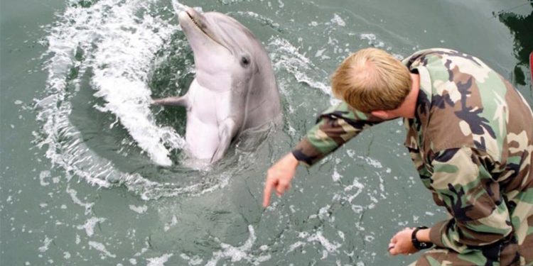 Rus limanlarını mayın avcısı yunuslar koruyor