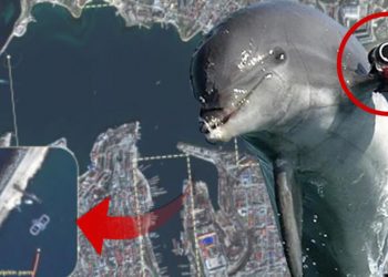 Uydu imajları şaşırttı! Rusya ‘Askeri yunusları’ devreye soktu…