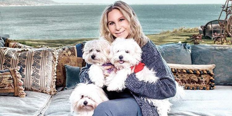 Yeni trend: Evcil hayvan klonlatma