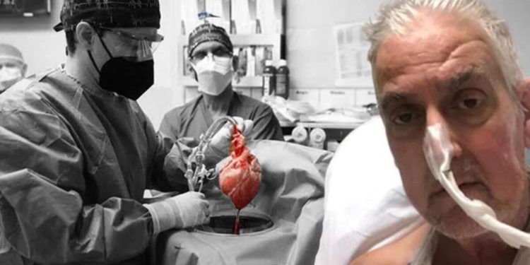 Beşere nakledilen domuz kalbinde virüs bulundu!