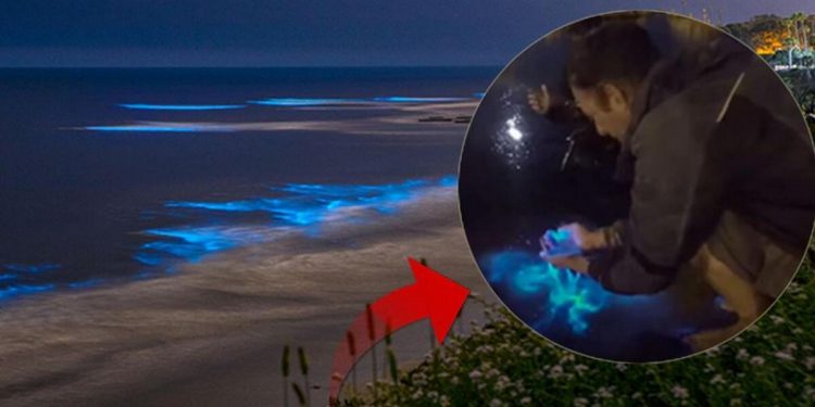 Denizde mavi ışık heyecanı! Photoshop değil gerçek: “Bu bir sihir gibi…”