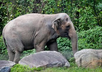 İsmi ‘Mutlu’ lakin kendisi çok mutsuz… Bu dünyanın en yalnız filinin çarpıcı öyküsü