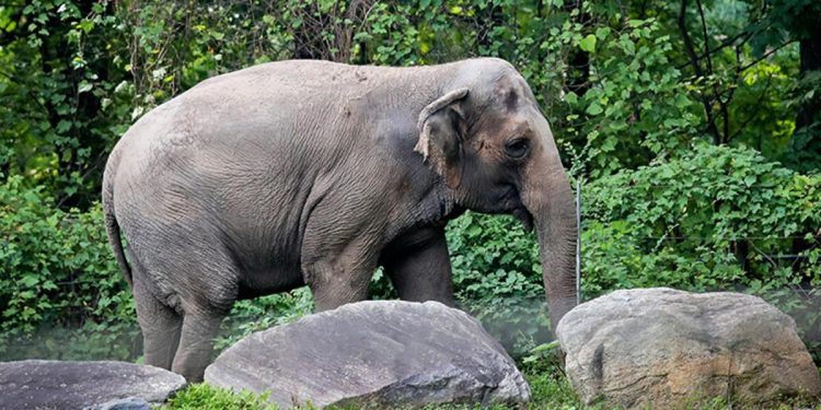 İsmi ‘Mutlu’ lakin kendisi çok mutsuz… Bu dünyanın en yalnız filinin çarpıcı öyküsü