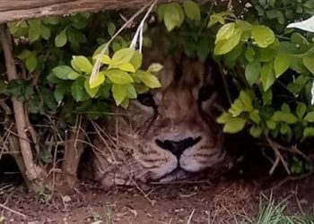 Kenya’da üstünde aslan fotoğrafı olan çanta paniğe neden oldu! ‘Çitin ardında saklanıyor’