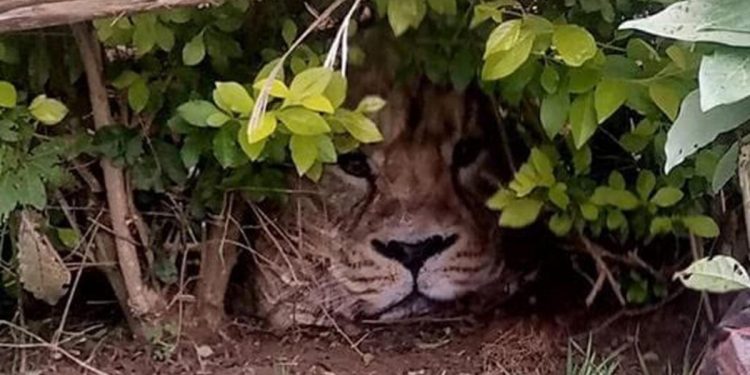 Kenya’da üstünde aslan fotoğrafı olan çanta paniğe neden oldu! ‘Çitin ardında saklanıyor’