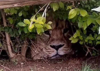 Kenya’yı karıştıran çanta!