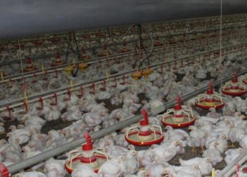 Tavuk eti ihracatında değerli fırsat kapıda