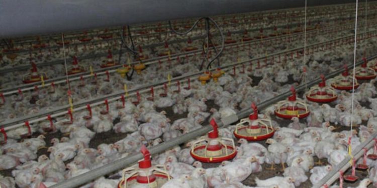 Tavuk eti ihracatında değerli fırsat kapıda