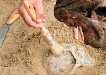 İnsanlık tarihini değiştirebilecek keşif: En eski cetlerimiz düşündüğümüzden 1 milyon yıl daha yaşlı