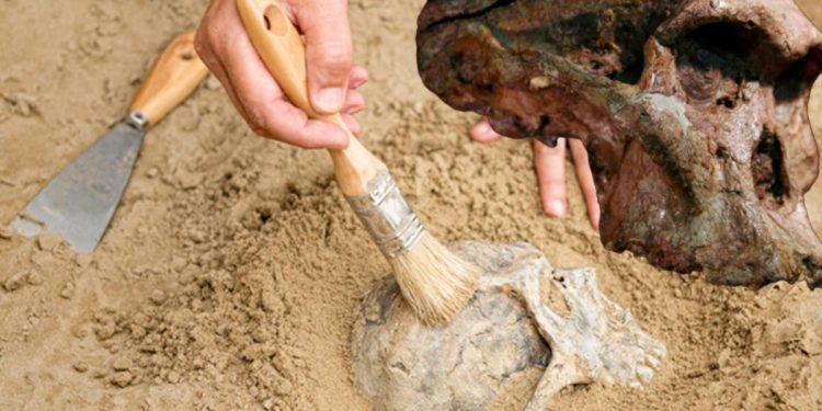 İnsanlık tarihini değiştirebilecek keşif: En eski cetlerimiz düşündüğümüzden 1 milyon yıl daha yaşlı