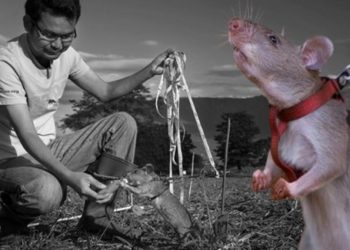 Kahraman fareler Türkiye’ye geliyor!