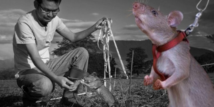 Kahraman fareler Türkiye’ye geliyor!