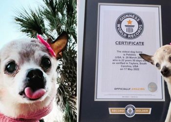 Tam 22 yaşında! Pebbles, Guinness Rekorlar Kitabı’na girdi