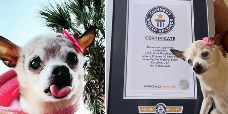 Tam 22 yaşında! Pebbles, Guinness Rekorlar Kitabı’na girdi