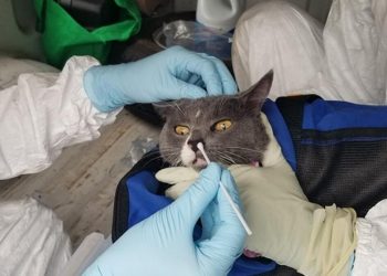 Tayland’da bir ilk! Kediden beşere koronavirüs bulaştı