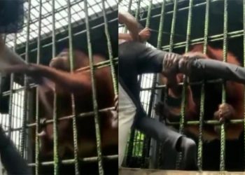 Toplumsal medya bu manzarayla çalkalandı… Sinirlendirdiği orangutandan bir türlü kurtulamadı